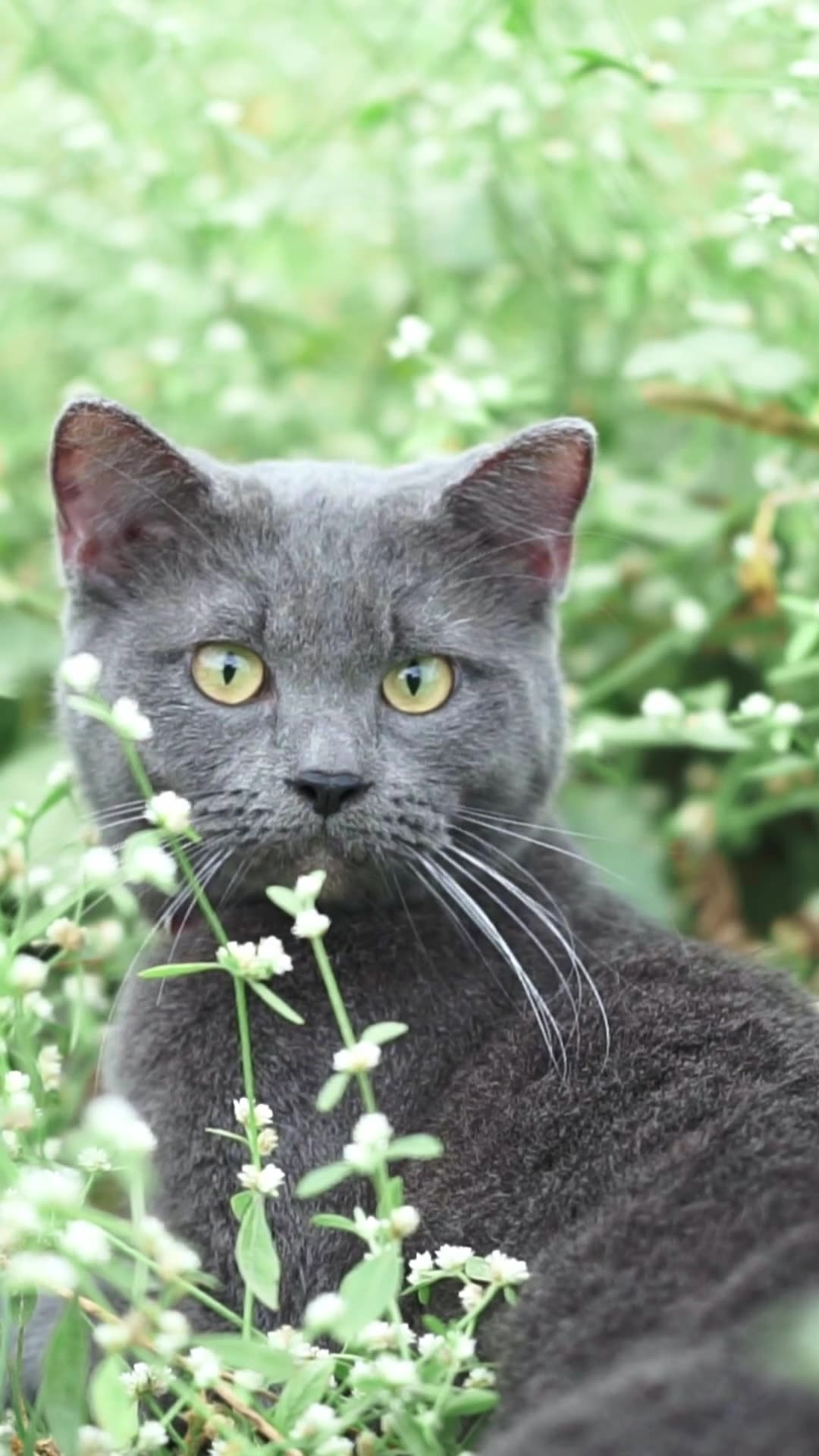 Russian Blue Kitten