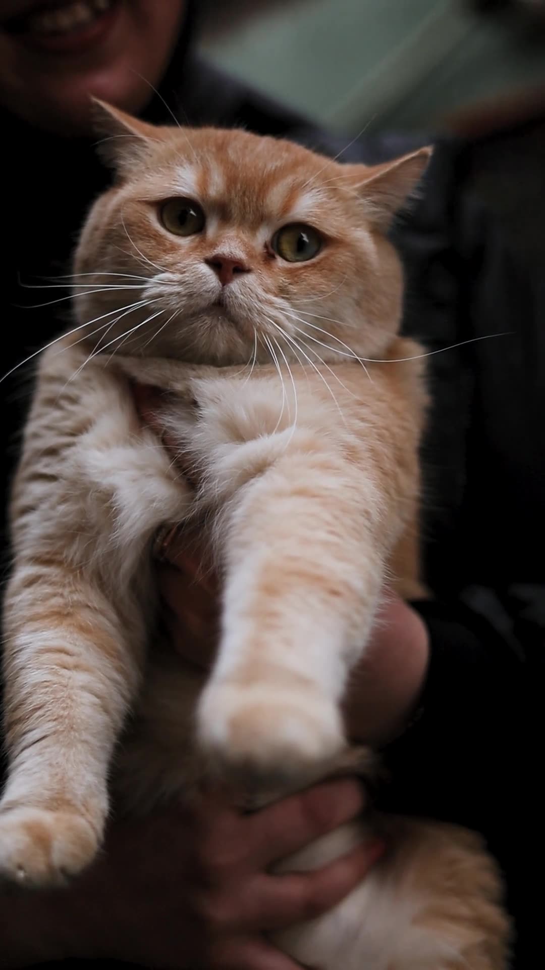 Exotic Short Hair Kittens