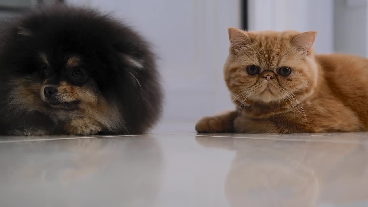 Persian Kitten (Punch Face)