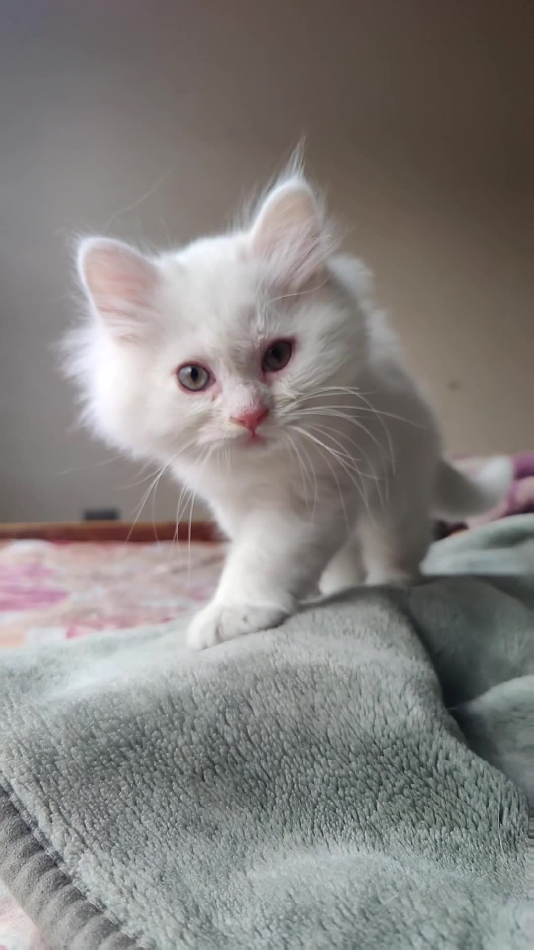 Doll Face Persian Kitten