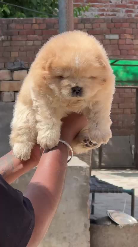 Chow Chow Puppy | Cream Color