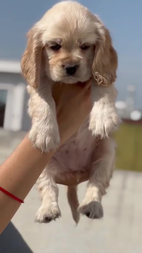 Cocker Spaniel Puppy | Brown Color