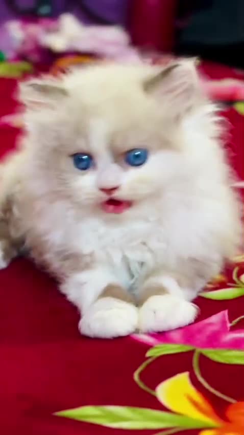 Ragdoll Kittens