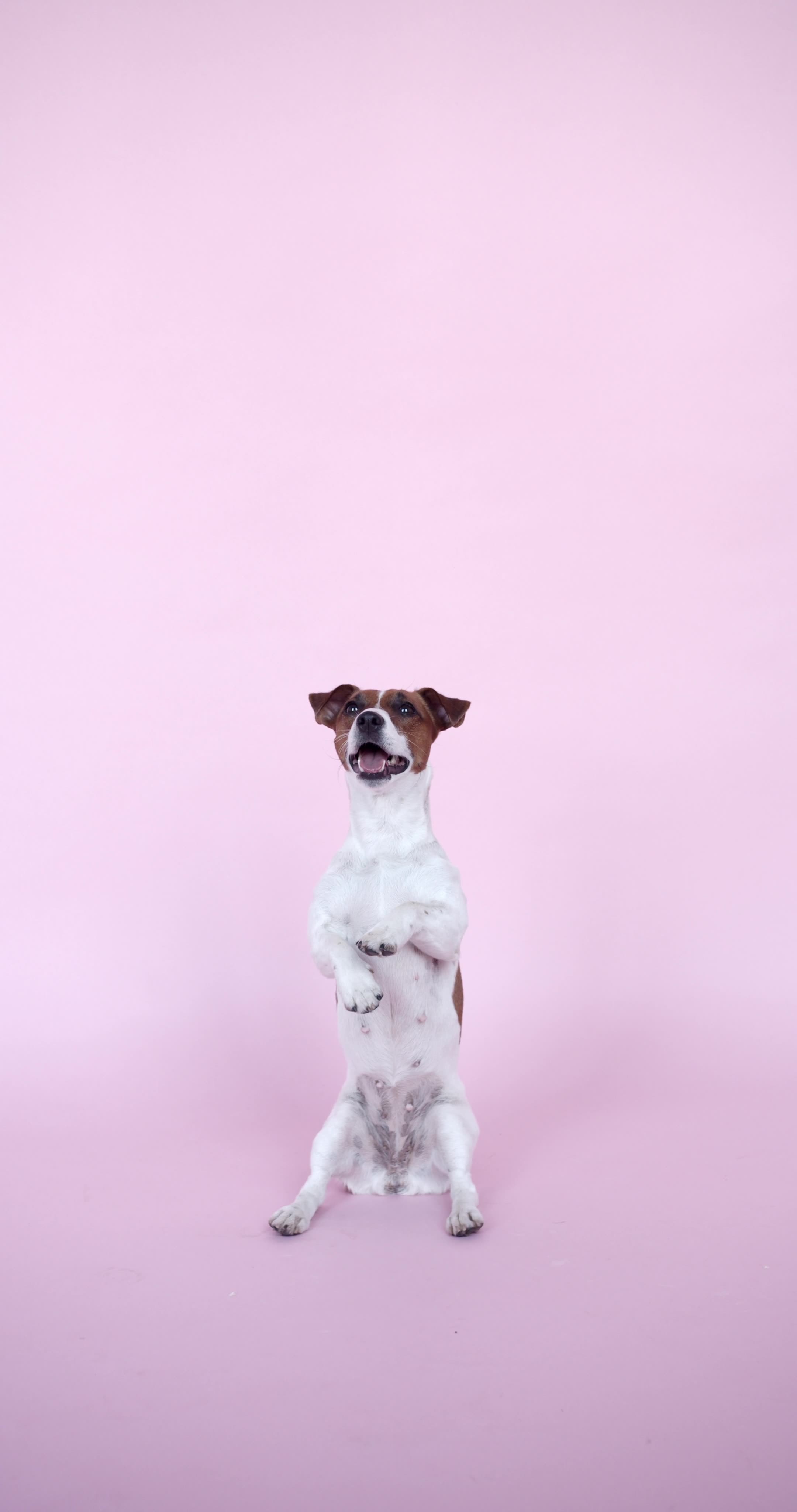 Jack Russell Terrier Puppy