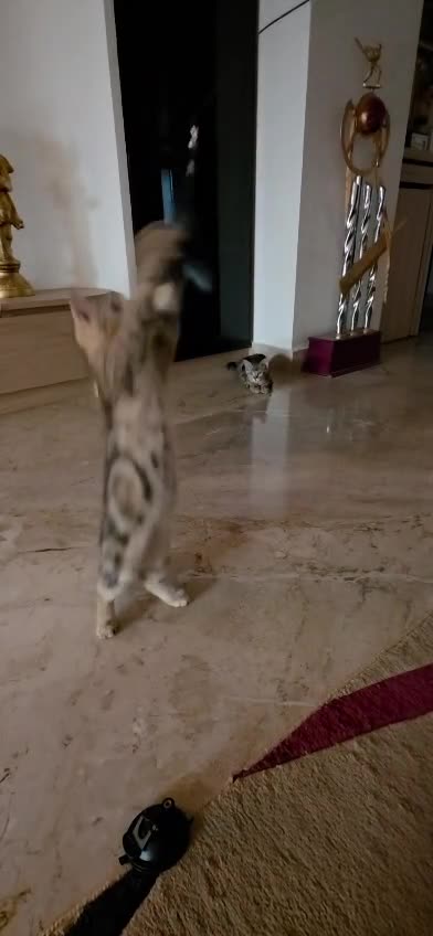American Short Hair  Kitten