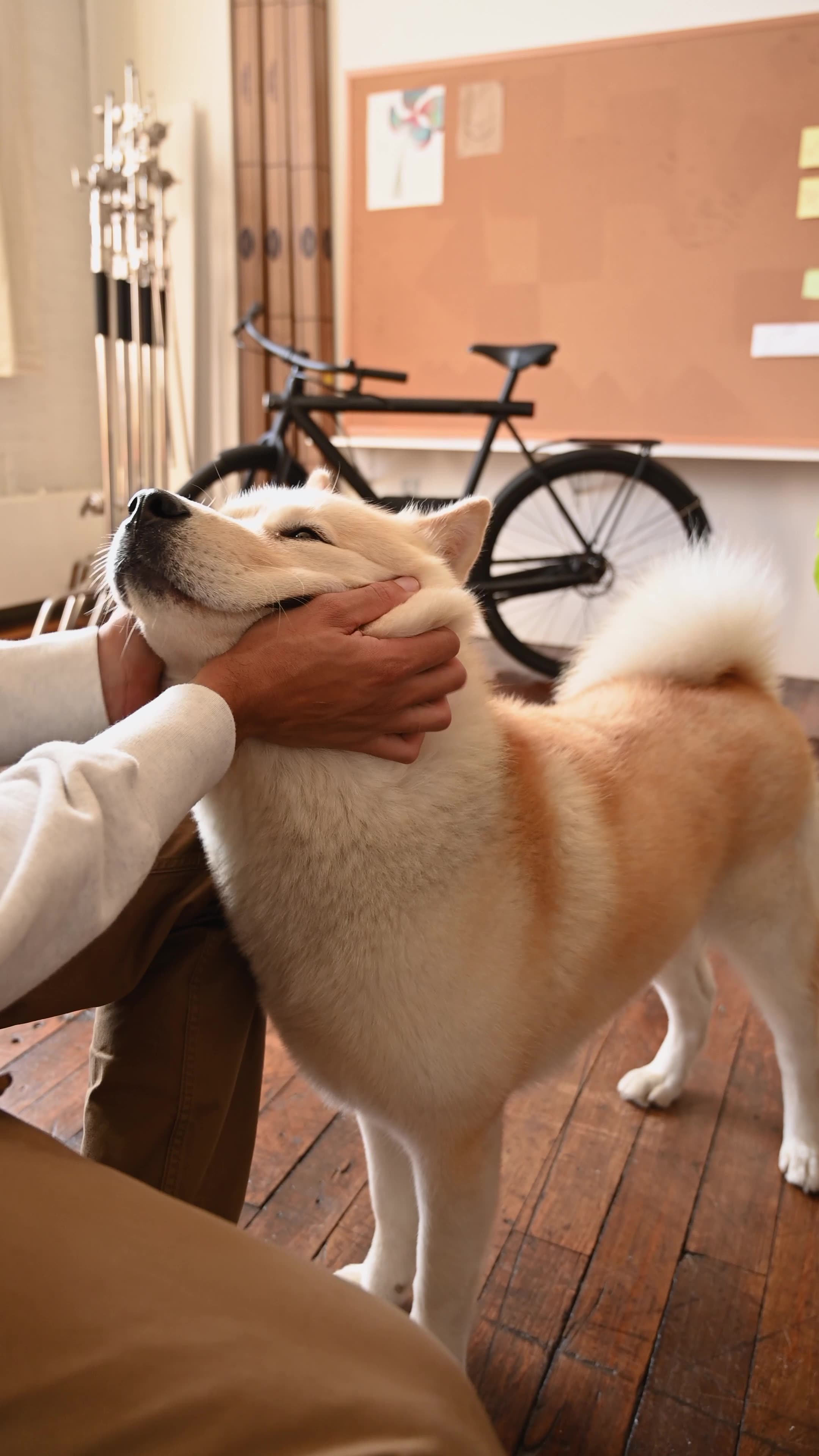 Akita Inu Puppy
