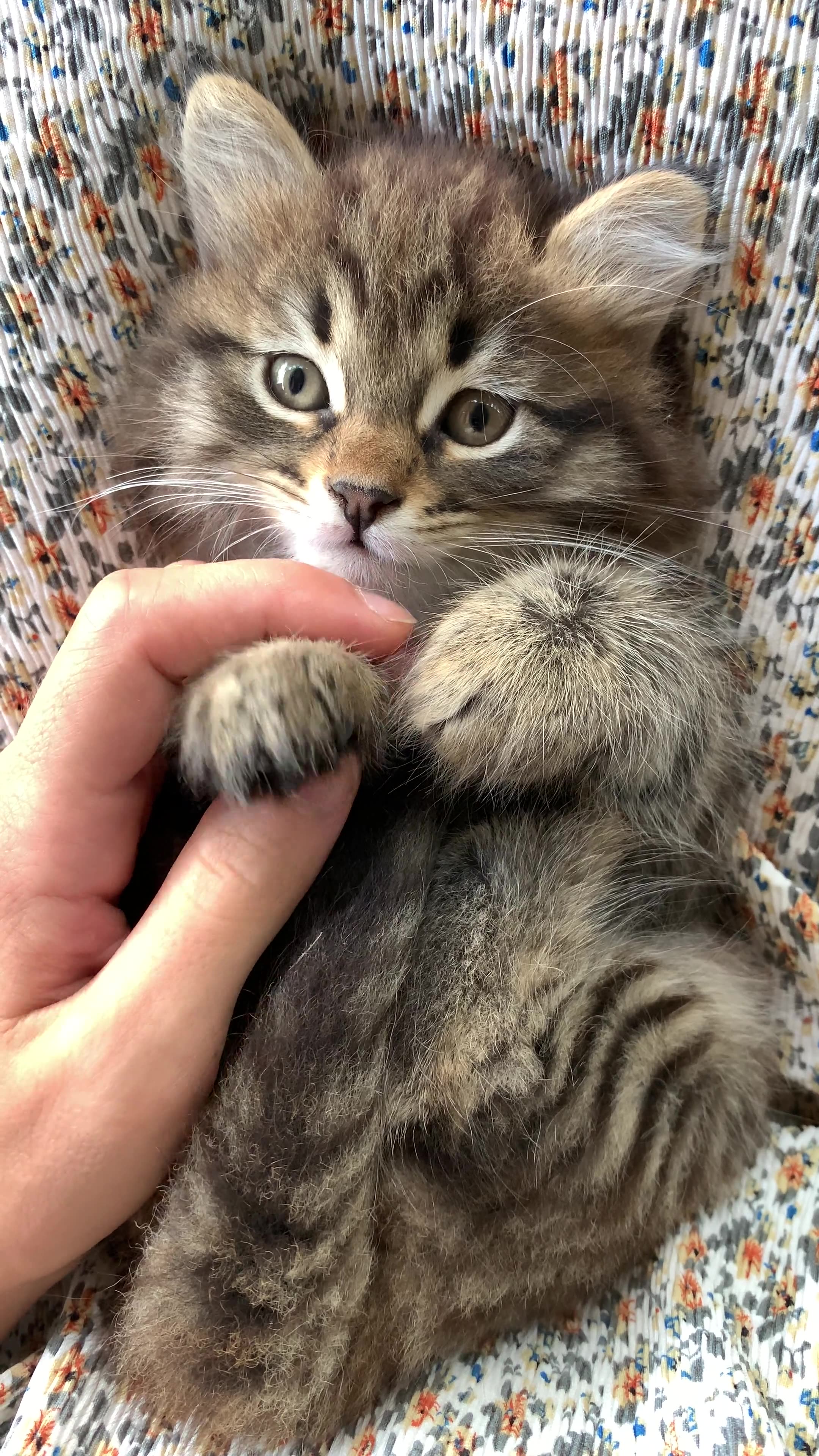 Siberian Kitten