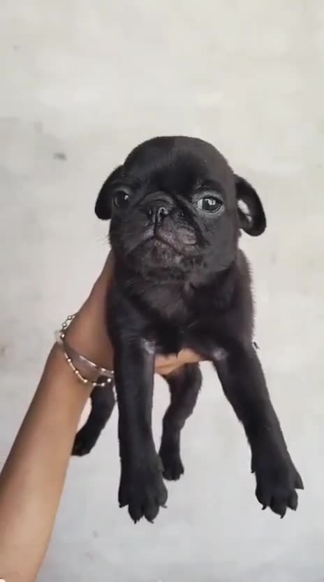 Pug Puppy | Black Color