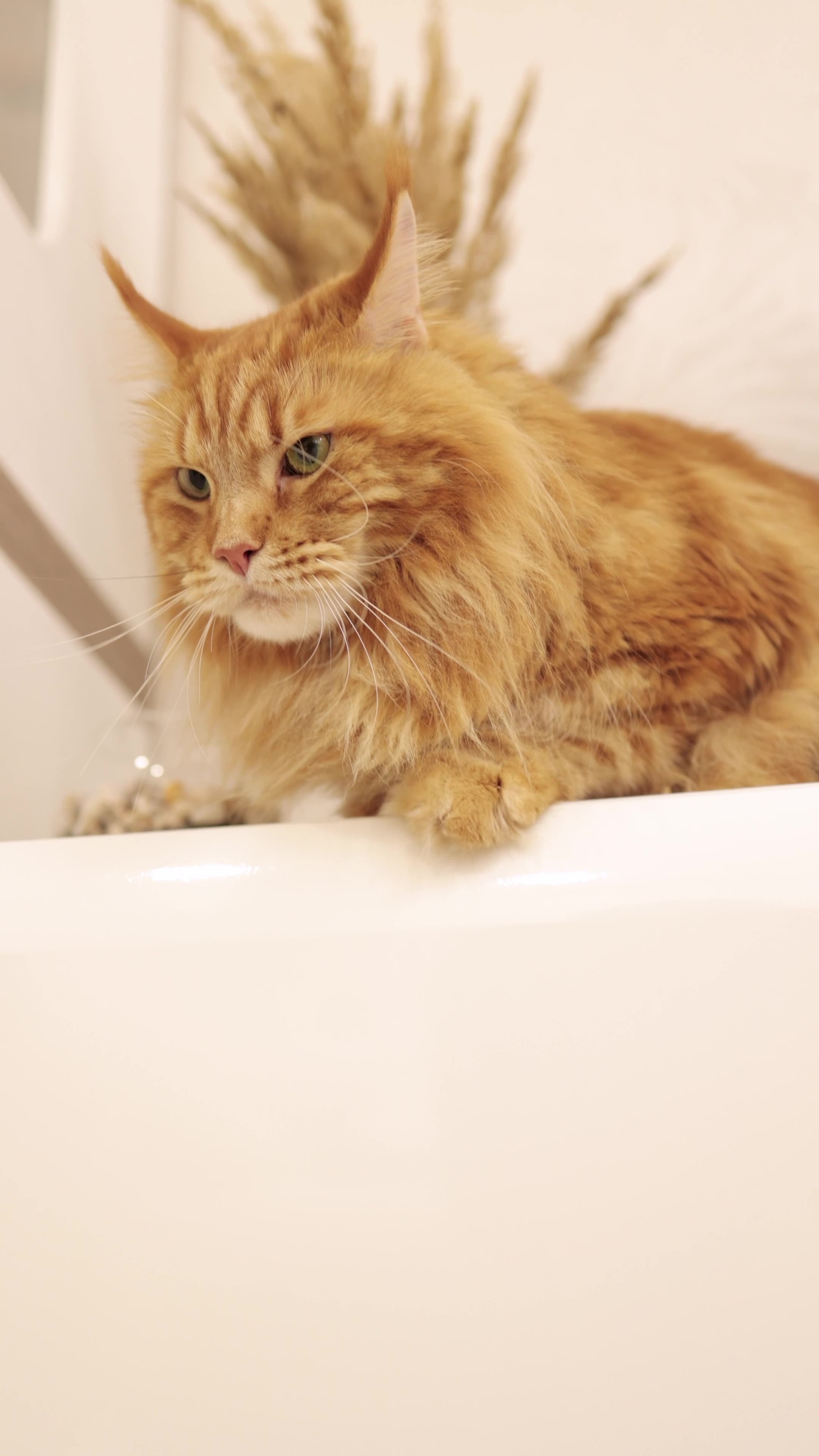 Maine Coon Kitten