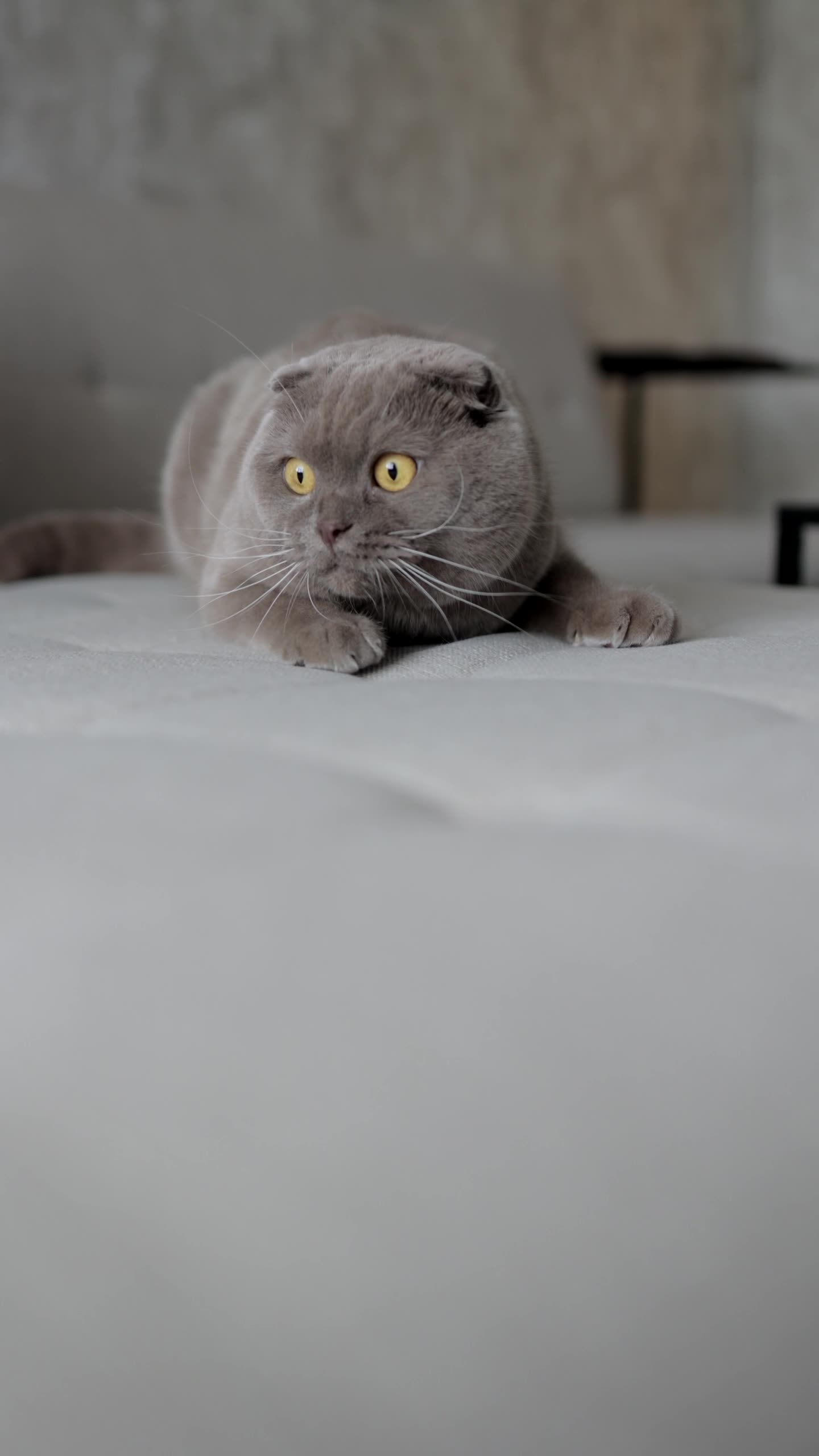 Scottish Fold Kitten | Standard Grey