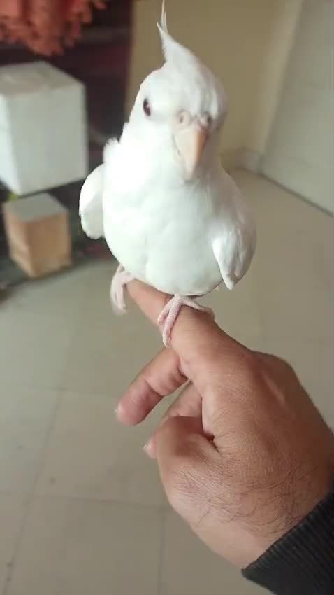 Cockateils