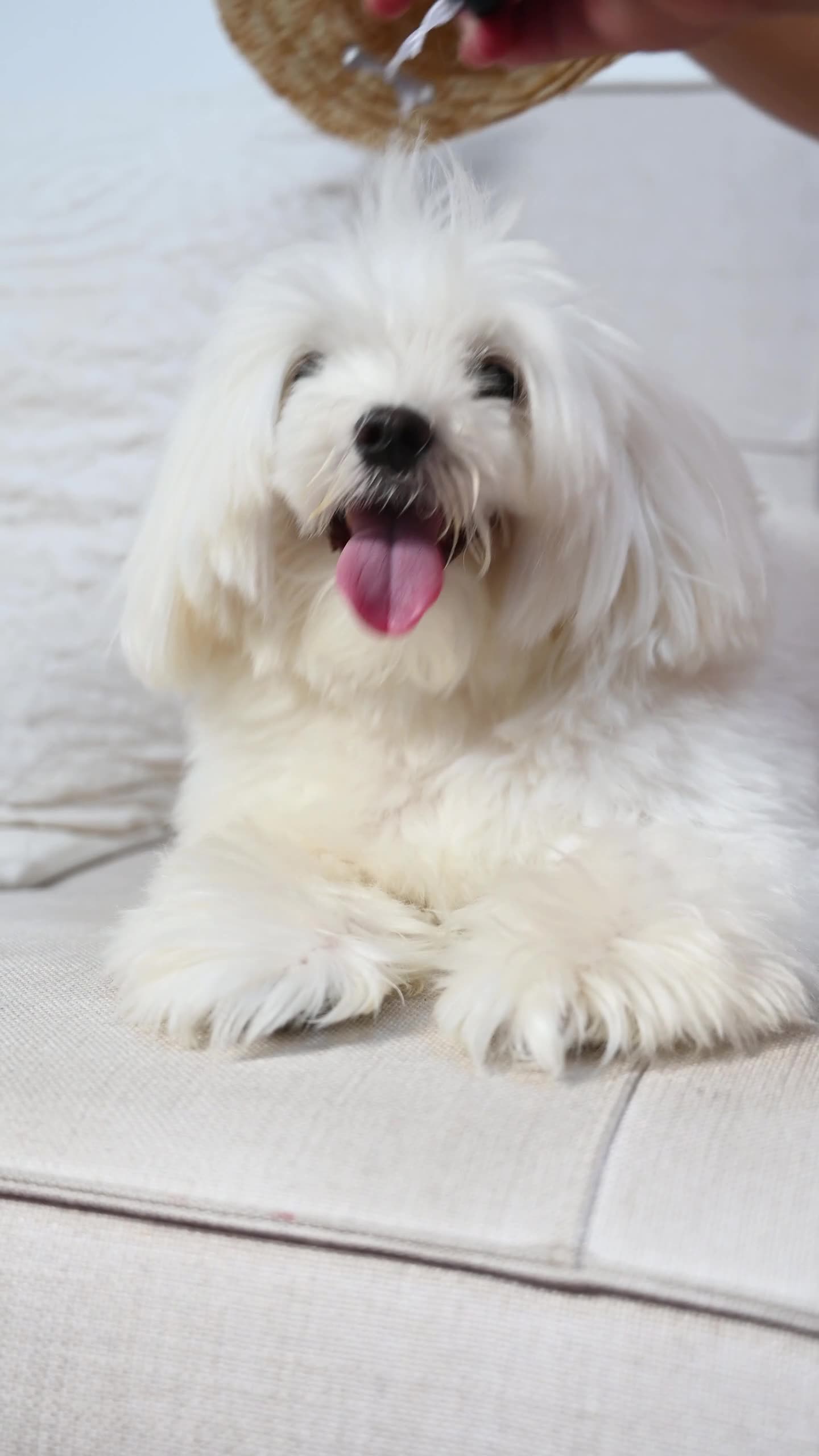 Maltese Puppy | White