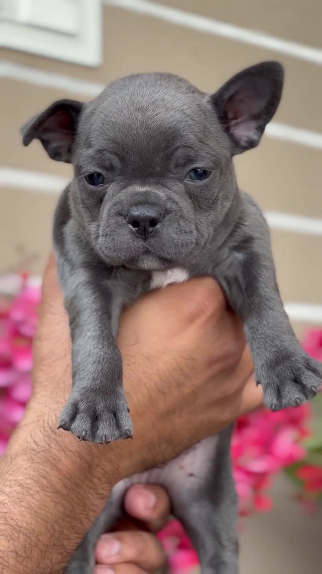 French Bulldog Puppy | Blue
