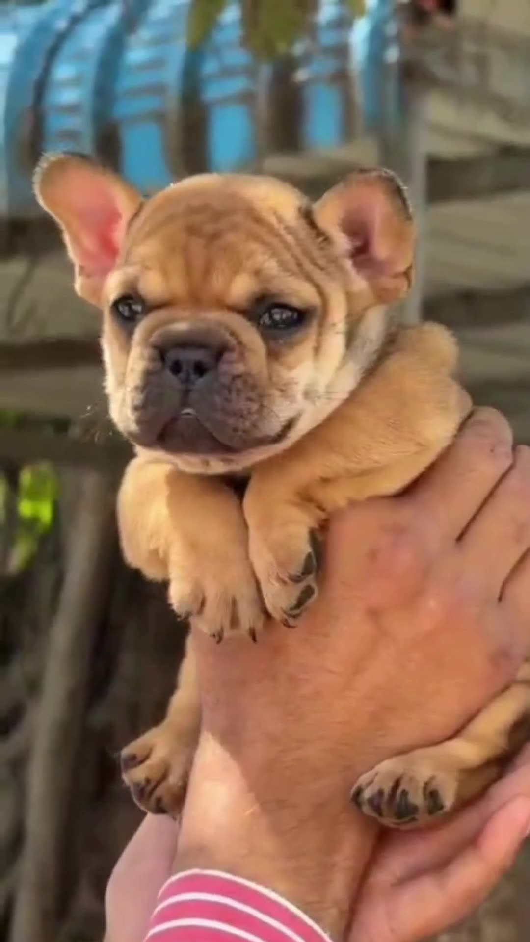 French Bulldog Puppy | Fawn