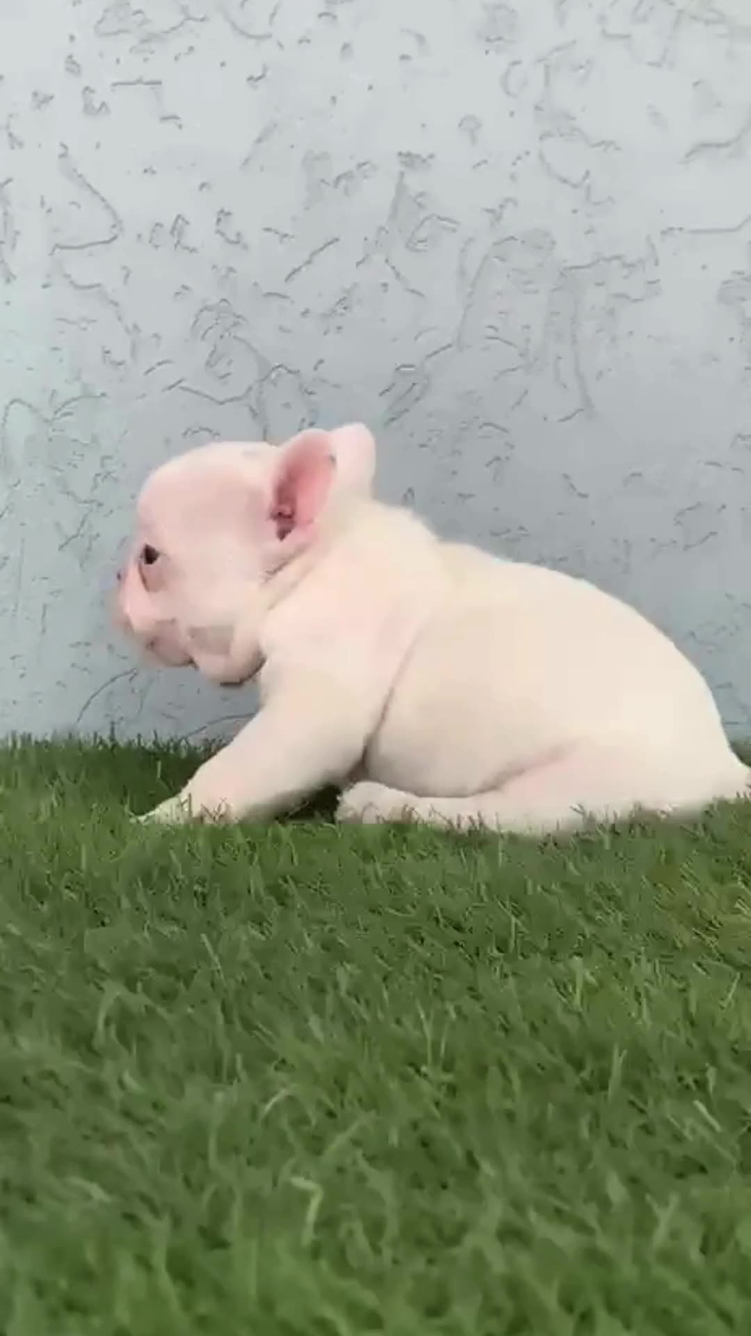 French Bulldog Puppy | White
