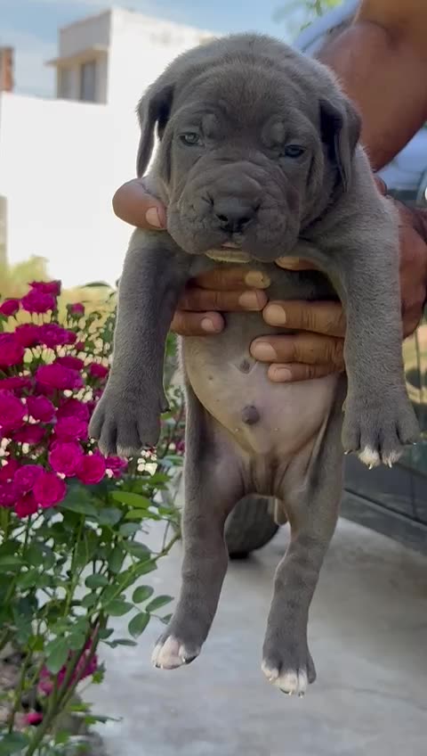 Cane Corso Puppy
