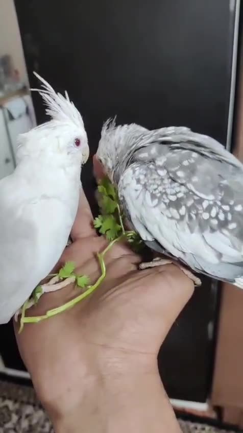 Cockatiel | Albino