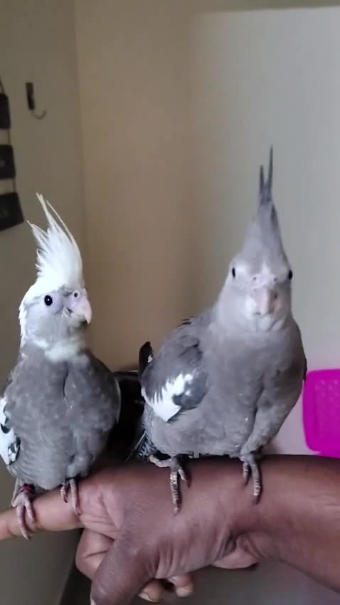 Cockatiel | White Face