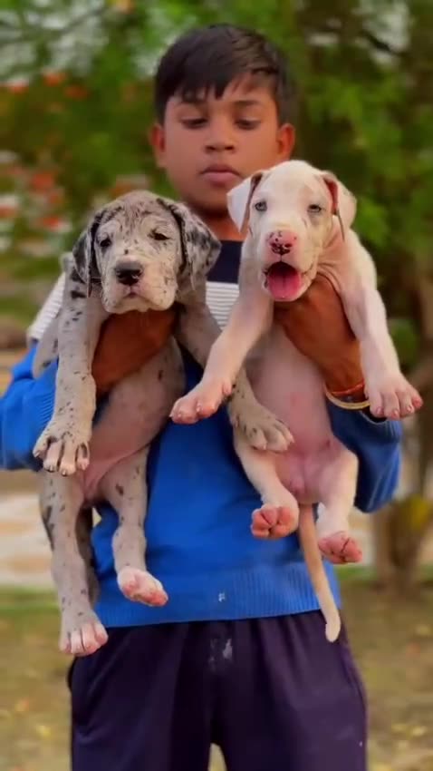 Great Dane Puppy