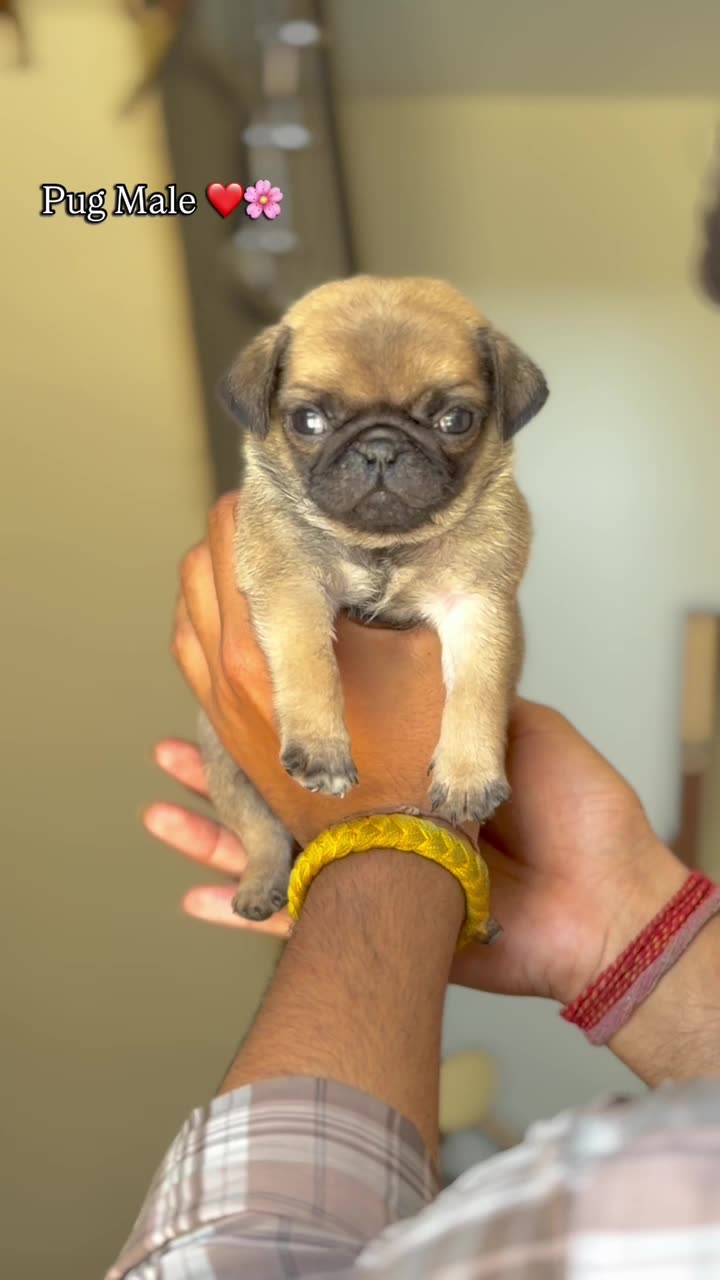 Pug Puppy | Apricot Color