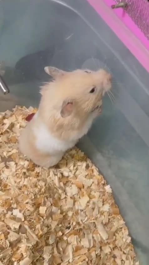 Hamsters