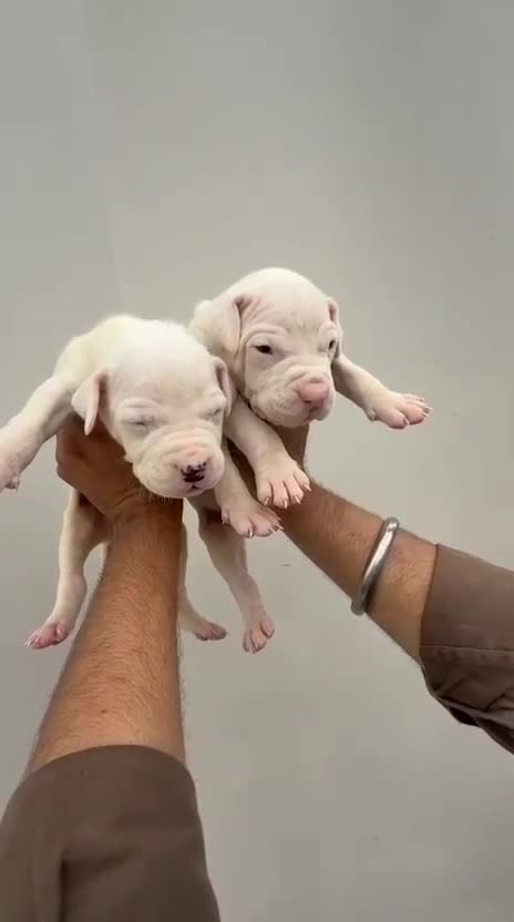 Dogo Argentino Puppy