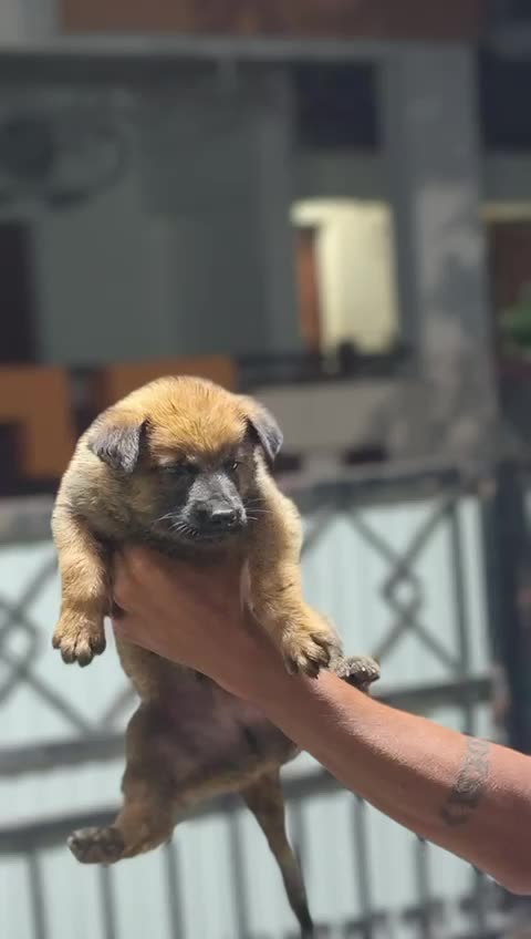 Belgian Malinois Puppy