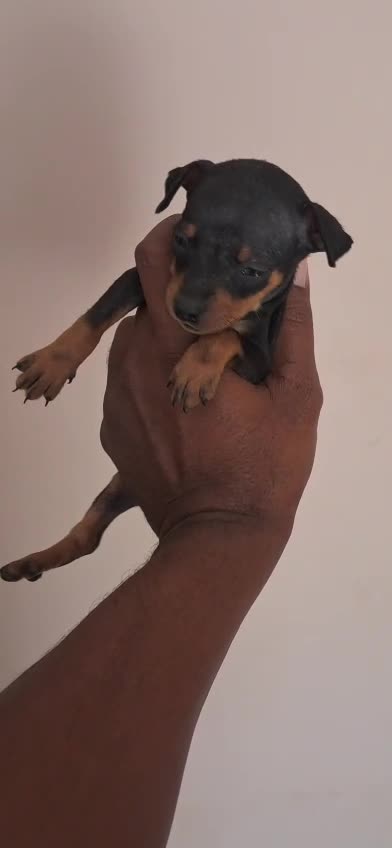 Miniature Pinscher Puppy