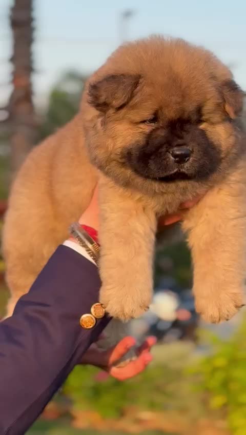 Chow Chow Puppy | Fawn Color