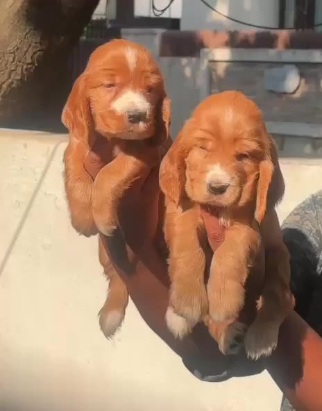 Cocker Spaniel Puppy | Chocolate Brown Color
