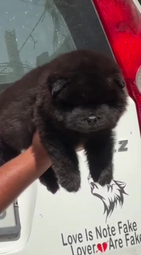 Chow Chow Puppy | Black Color
