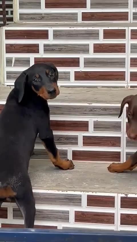 Doberman Pinscher Puppy