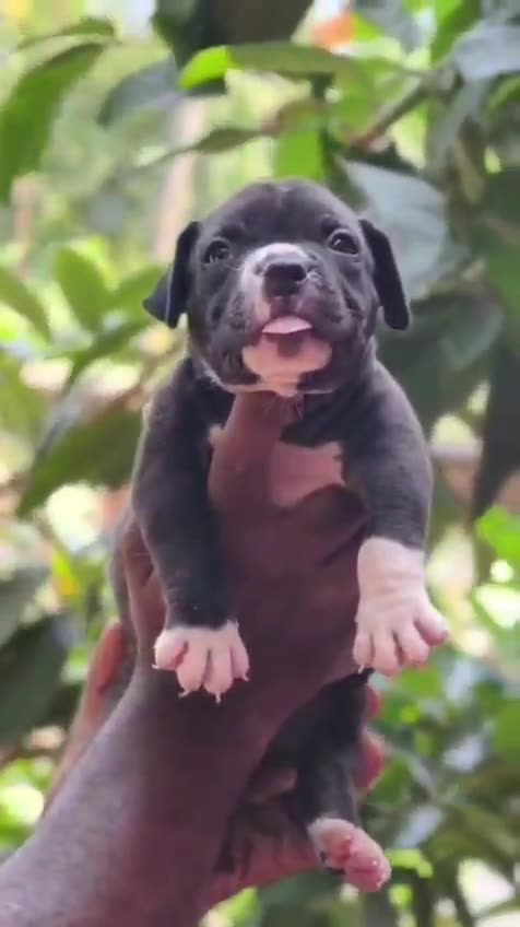 American Bully Pocket Size Puppy