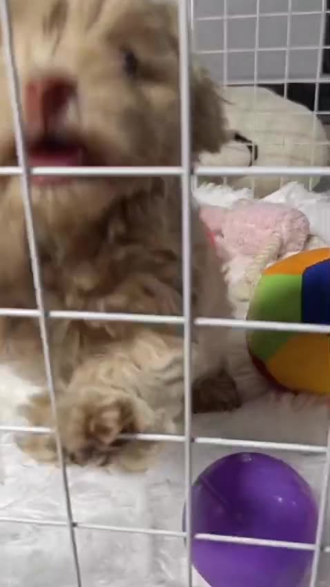 Maltipoo Puppy