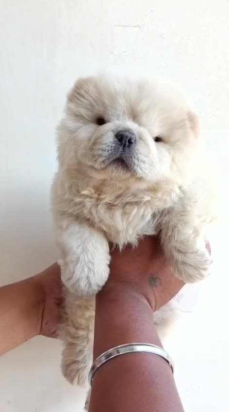Chow Chow Puppy | White Color