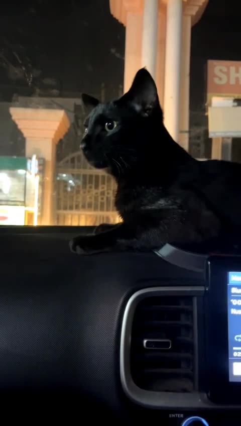 Bombay Kittens