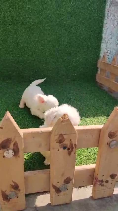 Bichon Frise Puppy