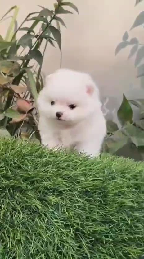 Orignal Toy Pom Puppy | Teacup Pom