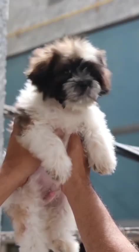 Lhasa Apso Puppies