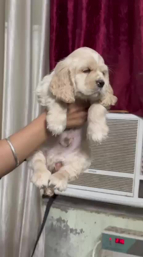 Cocker Spaniel Puppy | Golden Color