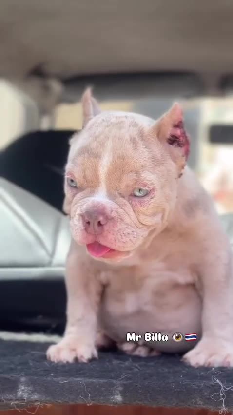 American Bully | Standard Size Puppy