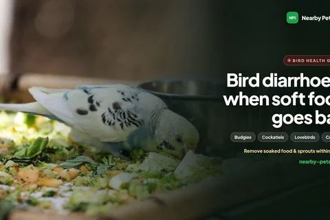 Diarrhoea in Pet Birds: Spoiled Soft Food, Fungal Infections, Treatment and Prevention