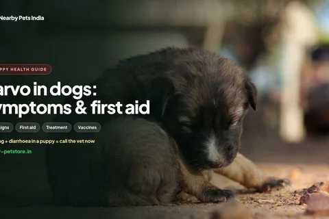 Parvo in Dogs and Puppies: Symptoms, First Aid, Treatment and Prevention