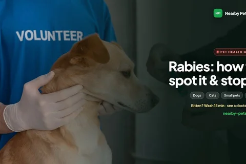 Rabies in Pets: How to Identify It, First Aid After a Bite, and How to Prevent It
