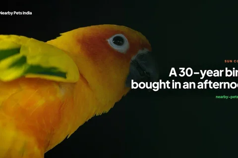 Sun Conures in India: A 30-Year Bird, Usually Bought in an Afternoon
