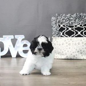 Healthy Shih Tzu | Black & White Color named Shih Tzu | Black & White available in Gurgaon