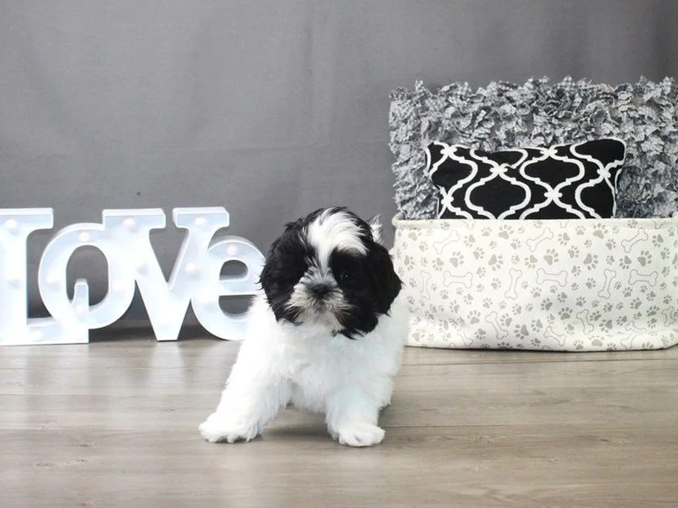 Photo of Shih Tzu | Black & White, a healthy Shih Tzu | Black & White Color available in Gurgaon