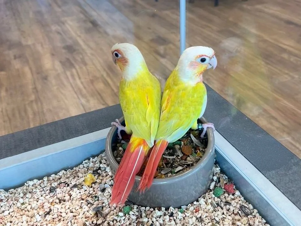 Photo of Sun Cheek Conure, a healthy Sun Cheek Conure available in Mohali