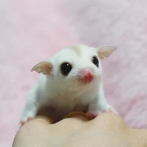 Healthy Sugar Glider | White (Lucy) named Sugar Glider | White (Lucy) available in Mumbai
