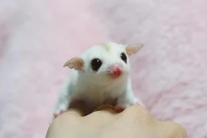 Healthy Sugar Glider | White (Lucy) named Sugar Glider | White (Lucy) available in Mumbai